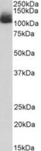 NLR Family Pyrin Domain Containing 12 antibody, MBS423447, MyBioSource, Western Blot image 