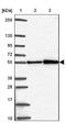 Asc-type amino acid transporter 1 antibody, NBP2-38816, Novus Biologicals, Western Blot image 