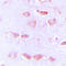 Histamine Receptor H3 antibody, LS-C354174, Lifespan Biosciences, Immunohistochemistry paraffin image 