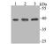 SUMO1 Activating Enzyme Subunit 1 antibody, NBP2-76866, Novus Biologicals, Western Blot image 