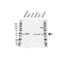 Growth Differentiation Factor 2 antibody, VPA00270, Bio-Rad (formerly AbD Serotec) , Western Blot image 