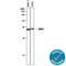 Docking Protein 7 antibody, AF6398, R&D Systems, Western Blot image 