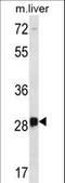 Dorsal Root Ganglia Homeobox antibody, LS-C167537, Lifespan Biosciences, Western Blot image 