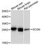 Secretagogin, EF-Hand Calcium Binding Protein antibody, A12897, ABclonal Technology, Western Blot image 