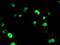 Uracil DNA Glycosylase antibody, NBP2-01194, Novus Biologicals, Immunofluorescence image 