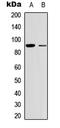 Ribosomal Protein S6 Kinase A5 antibody, LS-C368630, Lifespan Biosciences, Western Blot image 