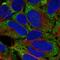 Troponin I3, Cardiac Type antibody, HPA046428, Atlas Antibodies, Immunocytochemistry image 