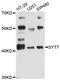 Synaptotagmin-7 antibody, STJ114630, St John