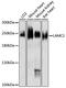 Laminin Subunit Gamma 1 antibody, 16-379, ProSci, Western Blot image 