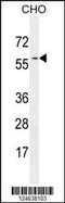 GTP Binding Protein 2 antibody, MBS9205299, MyBioSource, Western Blot image 