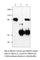 Kirre Like Nephrin Family Adhesion Molecule 1 antibody, NEPH1-101AP, FabGennix, Western Blot image 