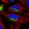 Anaphase Promoting Complex Subunit 4 antibody, NBP1-90138, Novus Biologicals, Immunofluorescence image 