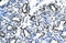 Claudin 17 antibody, 27-903, ProSci, Enzyme Linked Immunosorbent Assay image 