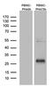 Tumor necrosis factor receptor superfamily member 18 antibody, M03125-1, Boster Biological Technology, Western Blot image 