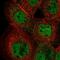 IKAROS Family Zinc Finger 5 antibody, NBP2-58346, Novus Biologicals, Immunofluorescence image 