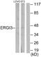 ERGIC And Golgi 3 antibody, A09260, Boster Biological Technology, Western Blot image 