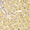 TRAF3 Interacting Protein 2 antibody, LS-C334941, Lifespan Biosciences, Immunohistochemistry paraffin image 