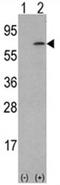 Colony Stimulating Factor 1 antibody, AP17554PU-N, Origene, Western Blot image 