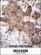 Growth Differentiation Factor 9 antibody, 56-264, ProSci, Immunohistochemistry paraffin image 