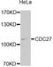 Cell Division Cycle 27 antibody, orb135229, Biorbyt, Western Blot image 