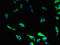 G Protein-Coupled Receptor 34 antibody, LS-C398225, Lifespan Biosciences, Immunofluorescence image 