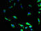 Probable G-protein coupled receptor 34 antibody, LS-C398225, Lifespan Biosciences, Immunofluorescence image 