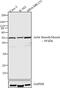 Actin Alpha 2, Smooth Muscle antibody, PA5-16697, Invitrogen Antibodies, Western Blot image 