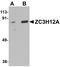 Zinc Finger CCCH-Type Containing 12A antibody, LS-C108690, Lifespan Biosciences, Western Blot image 