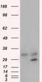 Glycine N-Methyltransferase antibody, MA5-25132, Invitrogen Antibodies, Western Blot image 