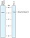 Dynactin Subunit 2 antibody, AF6850, R&D Systems, Western Blot image 