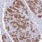 Mevalonate Diphosphate Decarboxylase antibody, NBP2-13629, Novus Biologicals, Immunohistochemistry paraffin image 