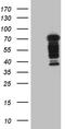 Decapping MRNA 1B antibody, TA809932S, Origene, Western Blot image 