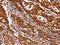 Abl Interactor 1 antibody, CSB-PA961270, Cusabio, Immunohistochemistry frozen image 