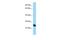 RING finger protein unkempt-like antibody, PA5-69226, Invitrogen Antibodies, Western Blot image 