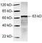 Caspase 10 antibody, LS-B13670, Lifespan Biosciences, Western Blot image 