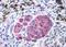 G Protein-Coupled Receptor Class C Group 6 Member A antibody, orb137179, Biorbyt, Immunohistochemistry paraffin image 