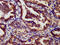 Retinoic Acid Receptor Gamma antibody, CSB-PA019340LA01HU, Cusabio, Immunohistochemistry frozen image 