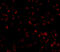 Transmembrane protein 214 antibody, 5297, ProSci Inc, Immunofluorescence image 