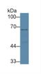 Solute Carrier Family 6 Member 4 antibody, LS-C694370, Lifespan Biosciences, Western Blot image 