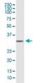 Syndecan Binding Protein antibody, H00006386-B01P, Novus Biologicals, Western Blot image 
