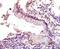 Tumor Protein P53 Binding Protein 1 antibody, orb6593, Biorbyt, Immunohistochemistry paraffin image 