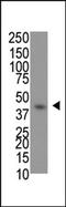 FLAG antibody, AP11019PU-N, Origene, Western Blot image 