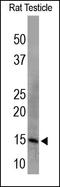 Insulin Like 3 antibody, 251865, Abbiotec, Western Blot image 