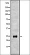 Autophagy Related 10 antibody, orb337221, Biorbyt, Western Blot image 