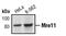 MRE11 Homolog, Double Strand Break Repair Nuclease antibody, MA5-15081, Invitrogen Antibodies, Western Blot image 