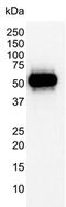 p53 antibody, MCA1701, Bio-Rad (formerly AbD Serotec) , Immunoprecipitation image 