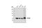 SMAD2 antibody, 3103S, Cell Signaling Technology, Western Blot image 