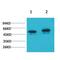 p53 antibody, LS-C387837, Lifespan Biosciences, Western Blot image 