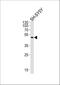 Adenosine A2a Receptor antibody, M02268, Boster Biological Technology, Western Blot image 