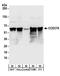 TRNA Methyltransferase 13 Homolog antibody, A304-264A, Bethyl Labs, Western Blot image 